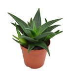 Haworthia West Jogoo