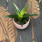 Haworthia West Jogoo