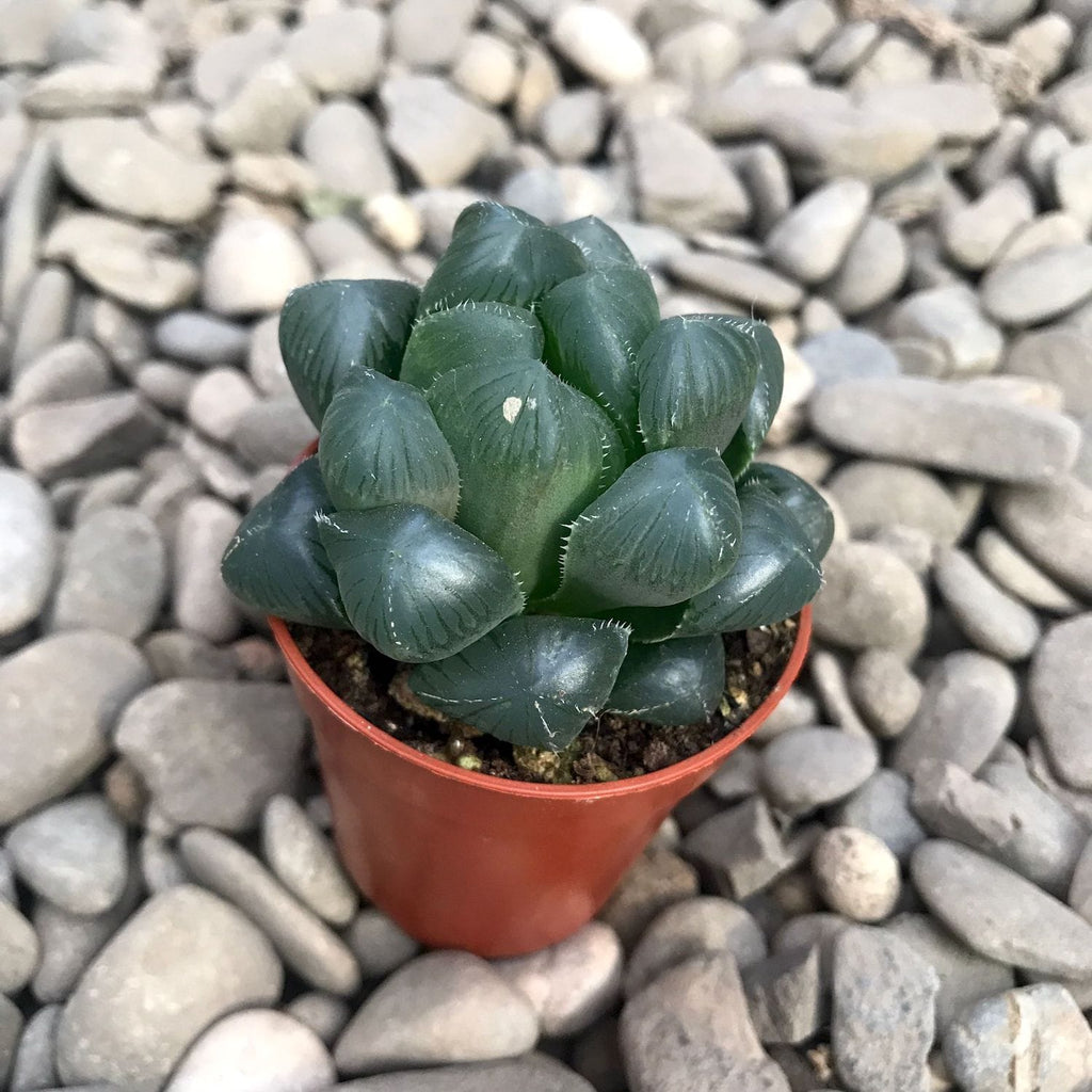 Haworthia cooperi hybrid