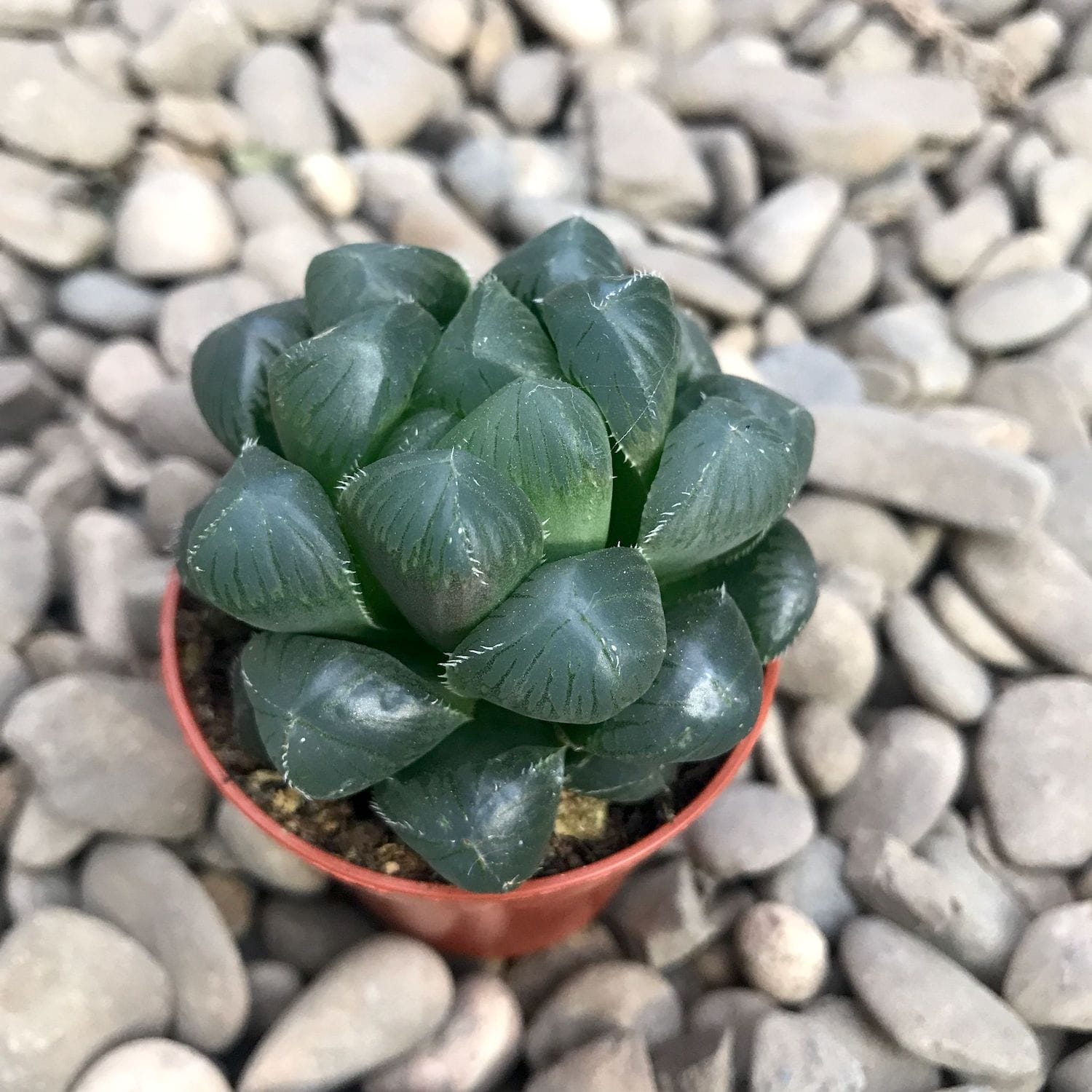 Haworthia Cooperi Hibrid Floraria Secret Garden SG   Haworthiacooperiv.truncata2 