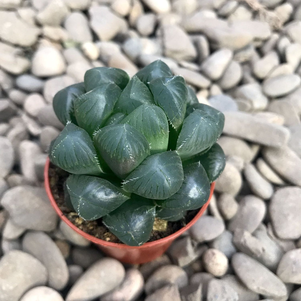 Haworthia cooperi hybrid