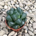 Haworthia cooperi hibrid