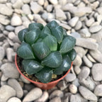 Haworthia cooperi hibrid