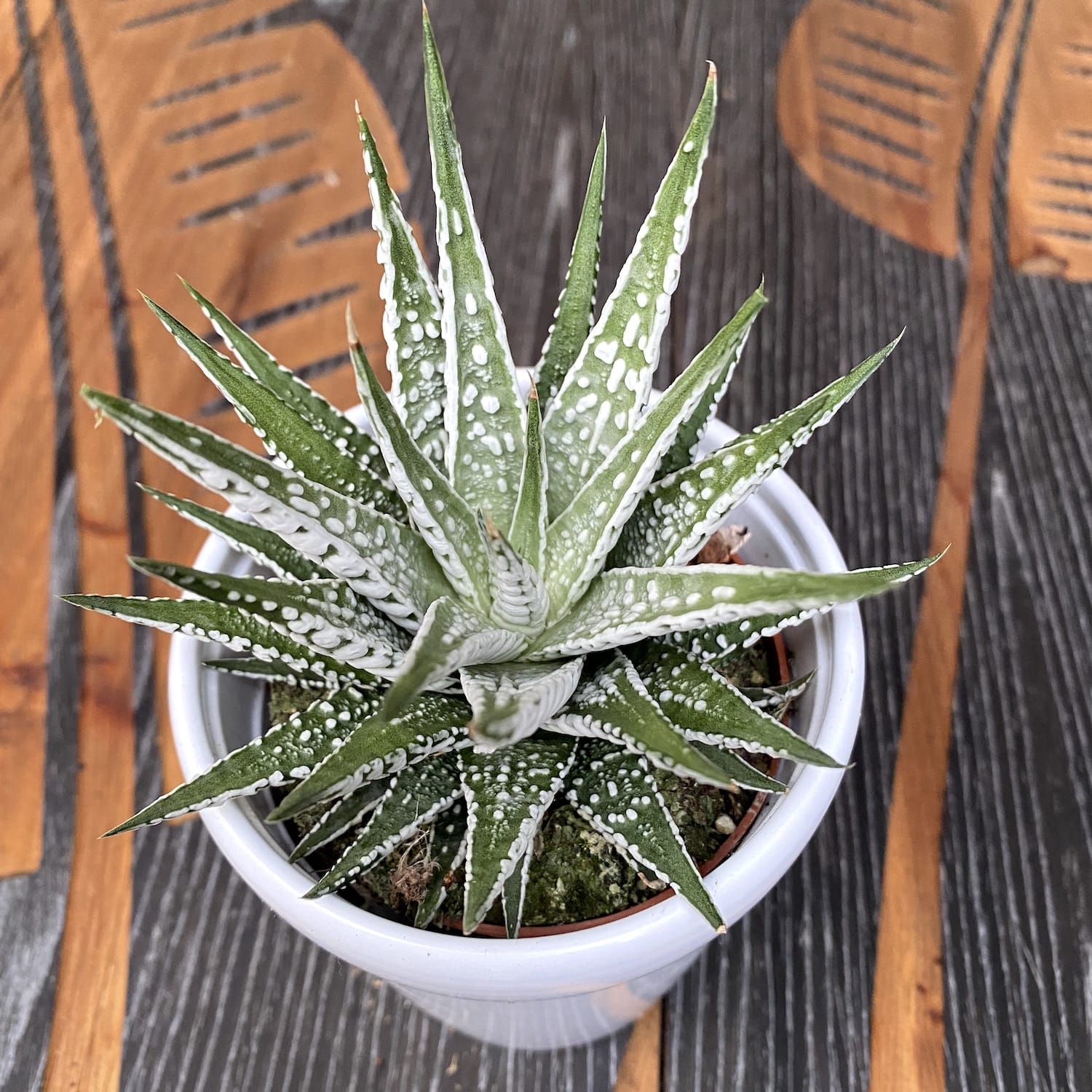 Haworthia Fasciata Alba