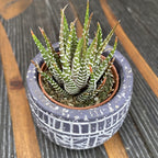 Haworthia fasciata variegata