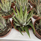 Haworthia fasciata variegata