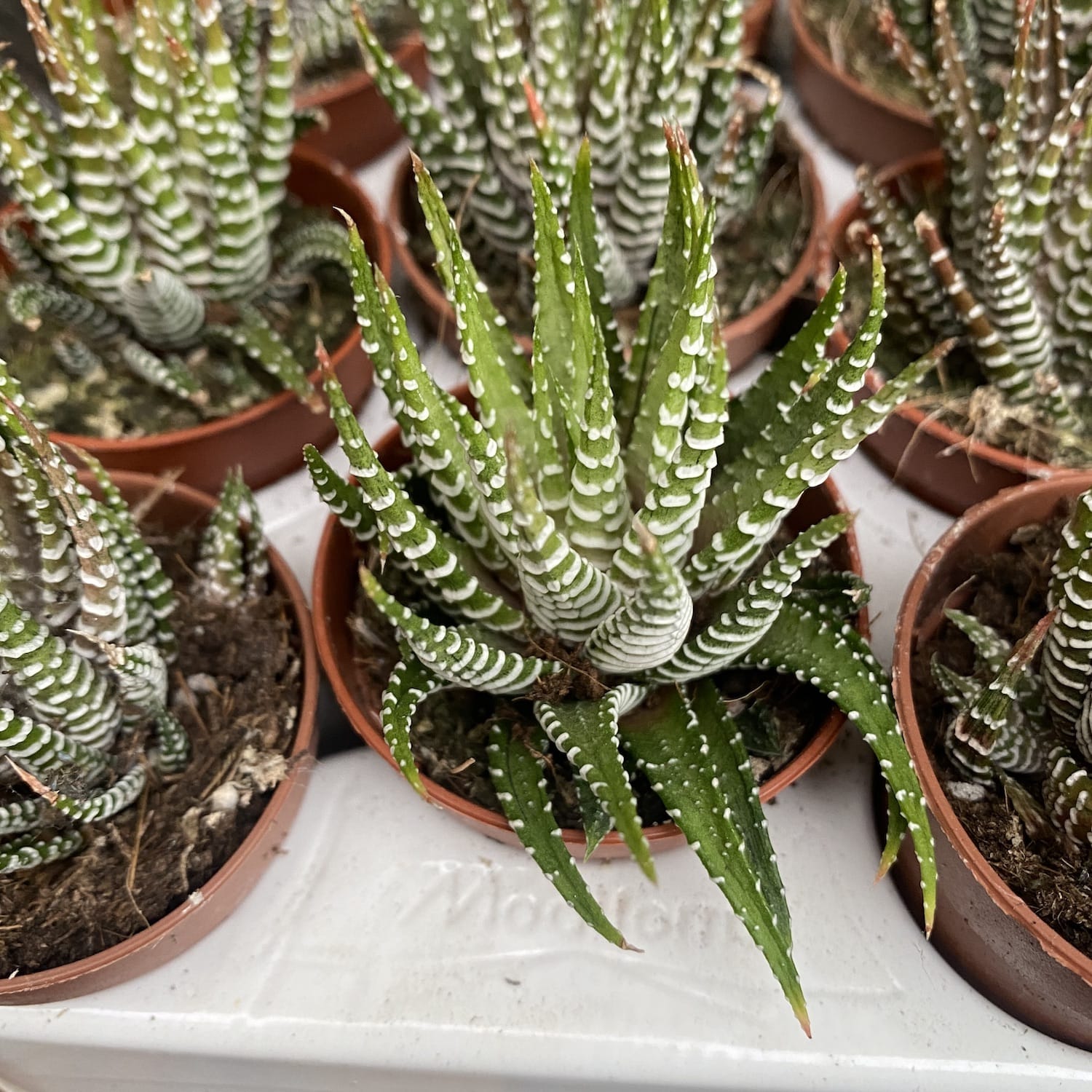 Haworthia fasciata variegata