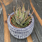Haworthia fasciata variegata