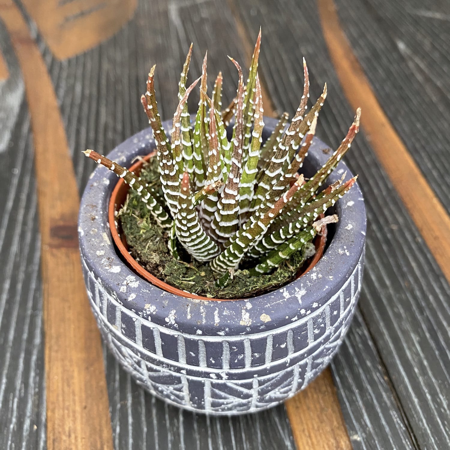 Haworthia fasciata variegata