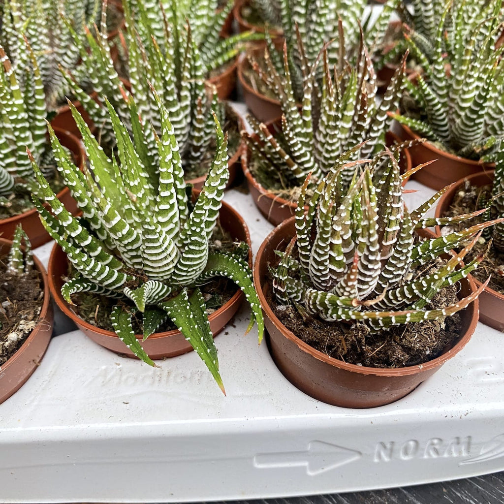 Haworthia fasciata variegata