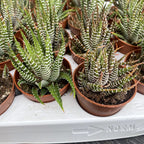 Haworthia fasciata variegata