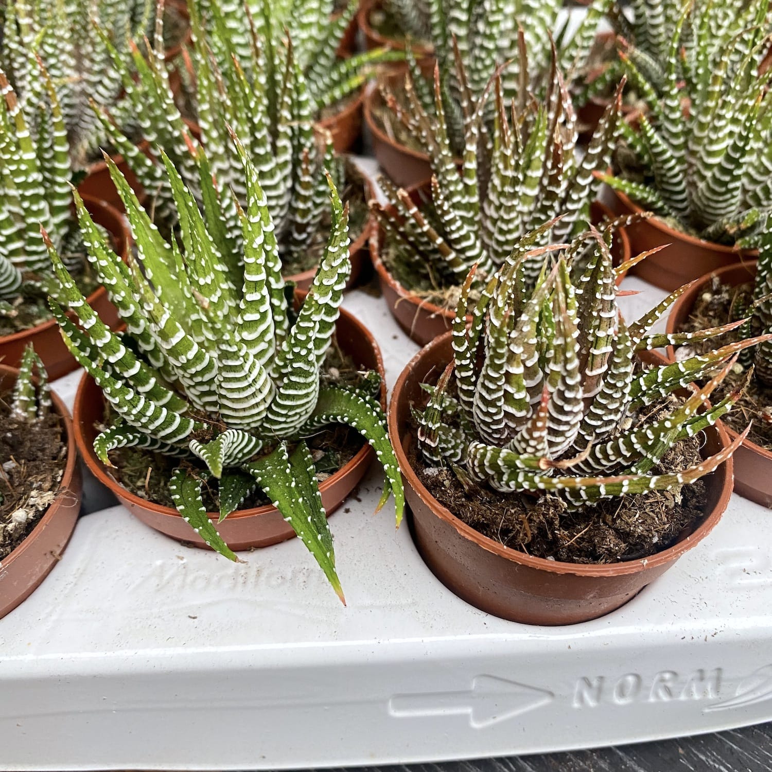 Haworthia fasciata variegata