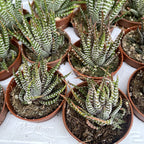 Haworthia fasciata variegata