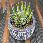 Haworthia fasciata variegata