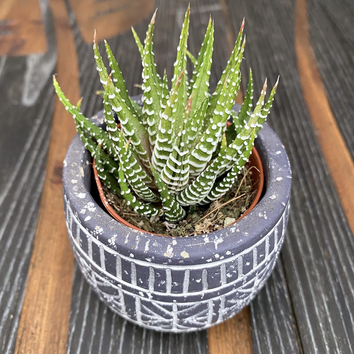 Haworthia fasciata variegata