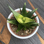Haworthia limifolia 'Variegata'