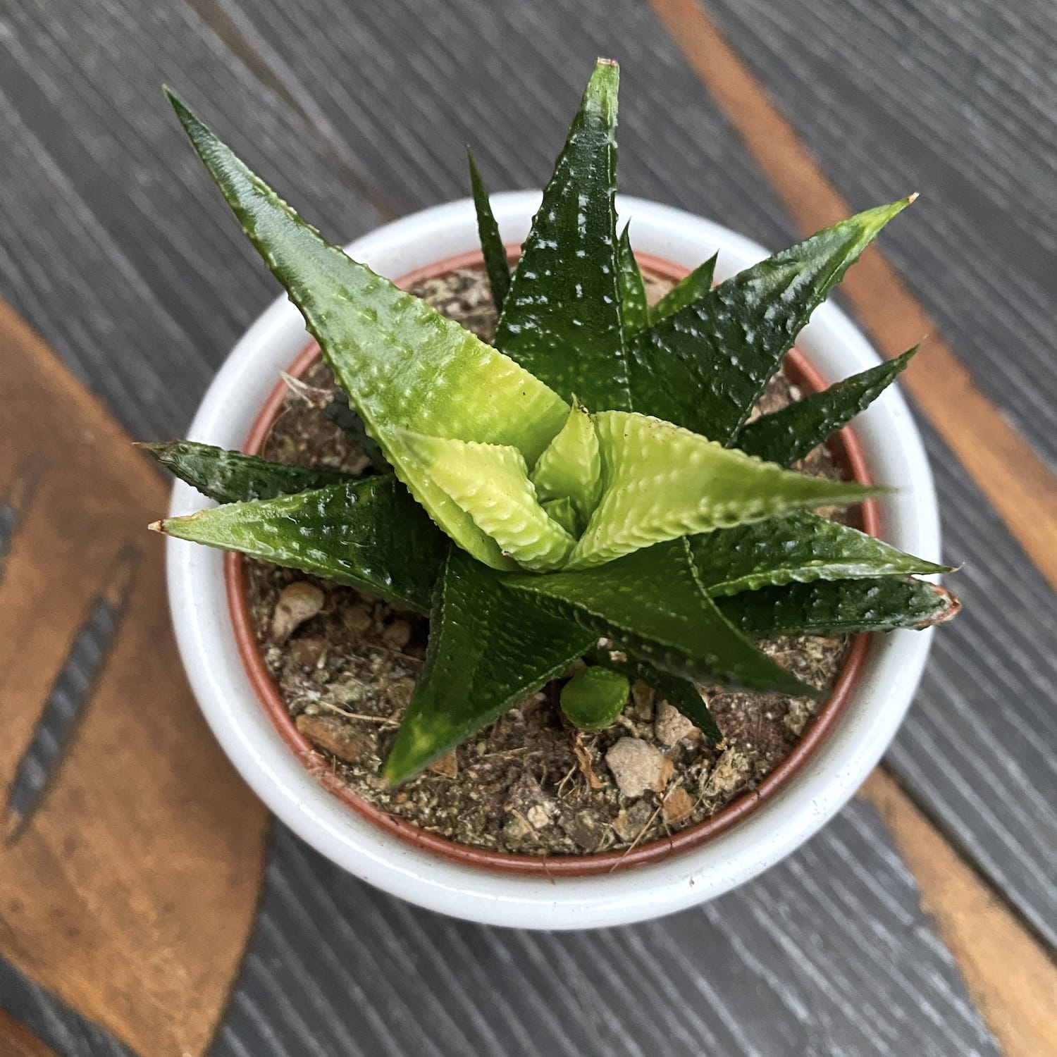 Haworthia limifolia 'Variegata'