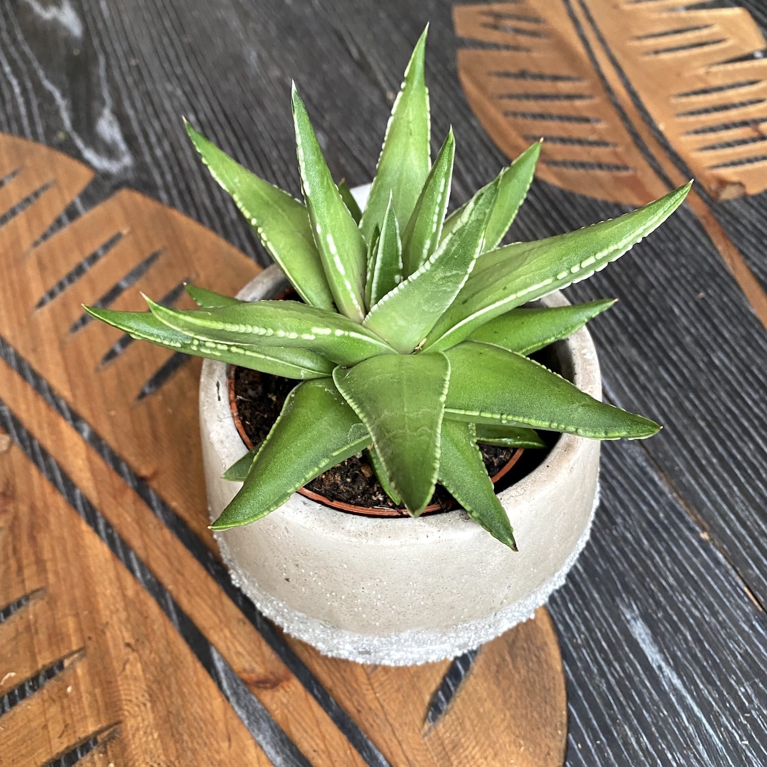 Haworthia marginalis
