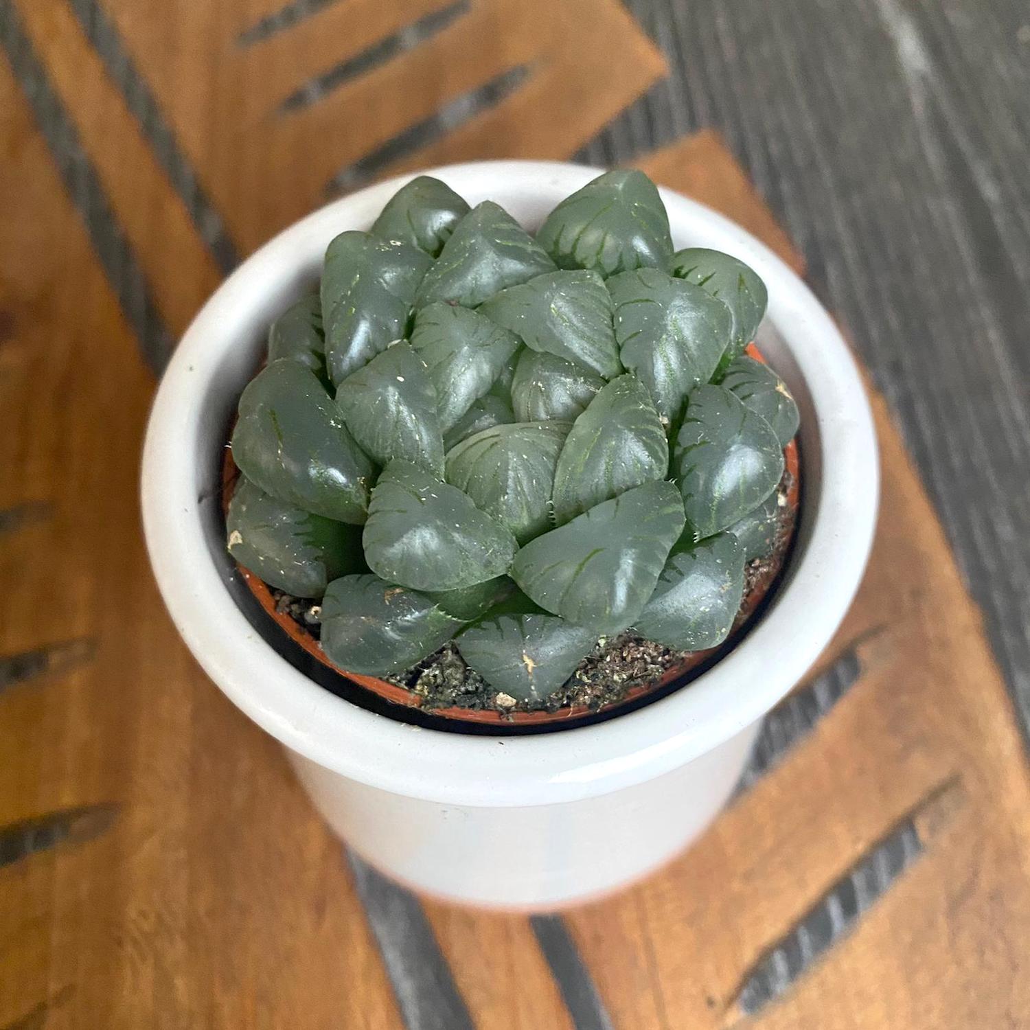 Haworthia obtusa