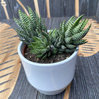 Haworthia reinwardtii var. zebrina