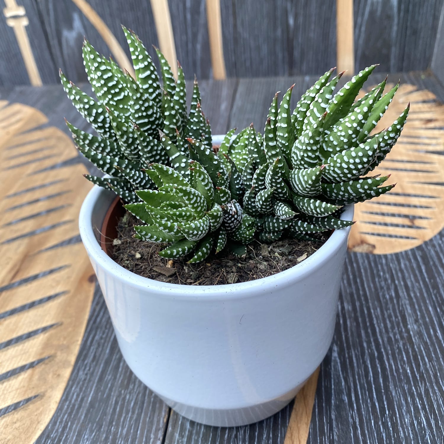 Haworthia reinwardtii var. zebrina