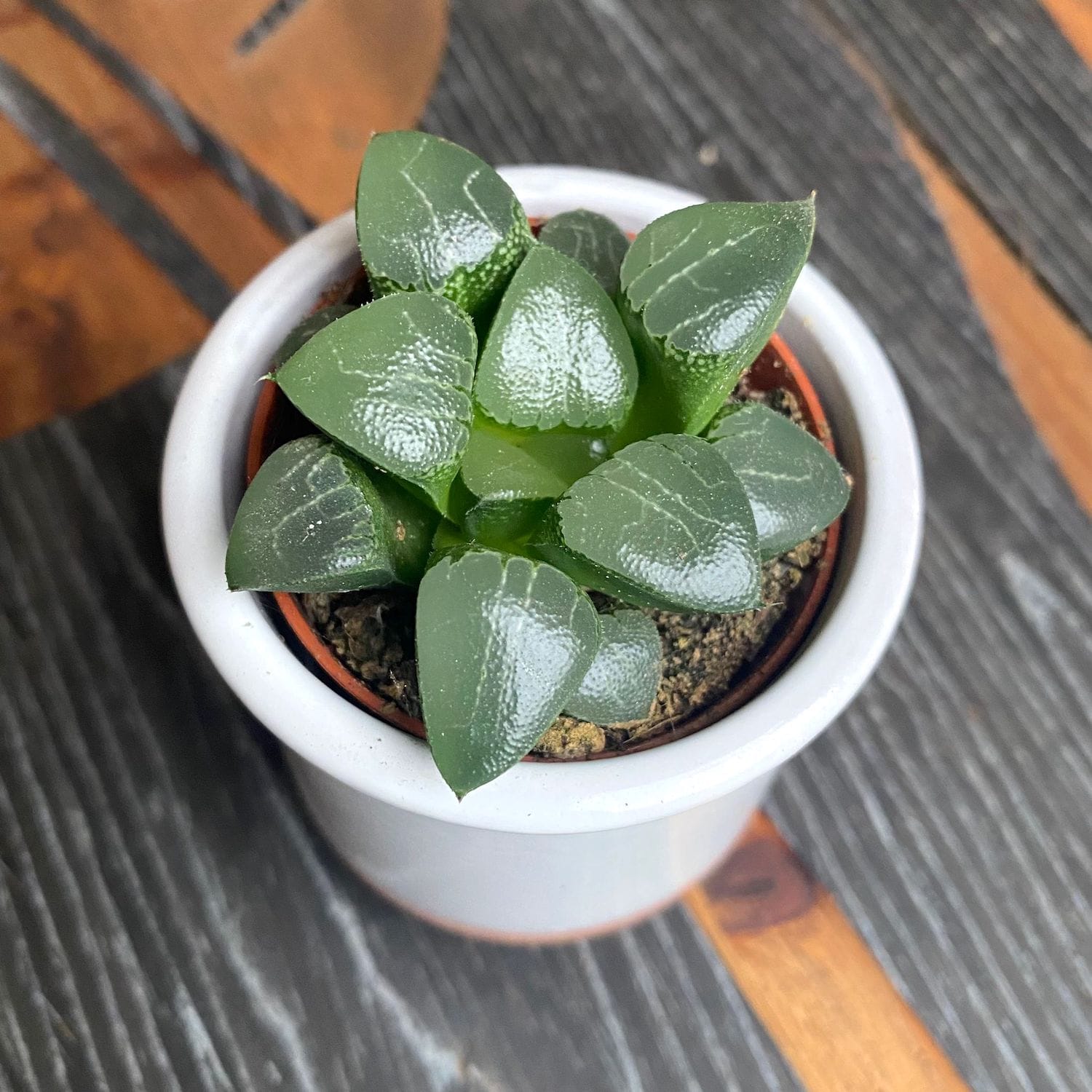 Haworthia retusa hibrid