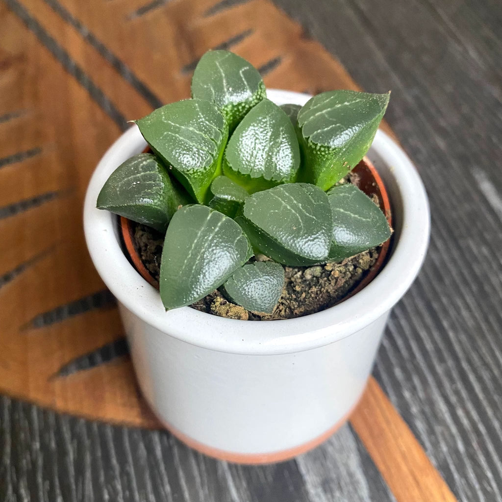 Haworthia retusa hybrid
