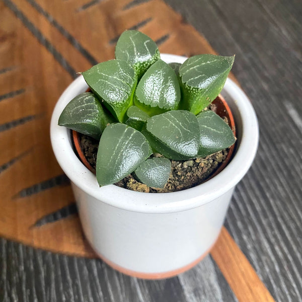 Haworthia retusa-Hybride