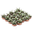 Haworthia tessellata