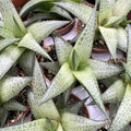 Haworthia tessellata