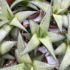 Haworthia tessellata