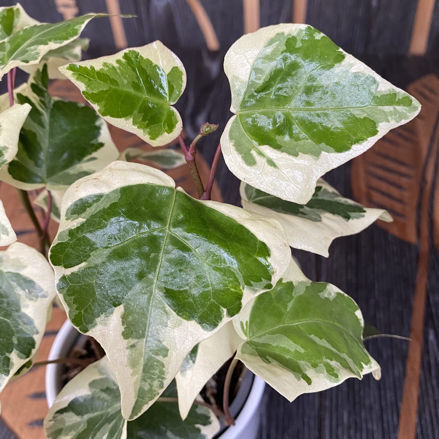 Iedera - Hedera algeriensis 'Gloire de Marengo' (Variegated Algerian Ivy)