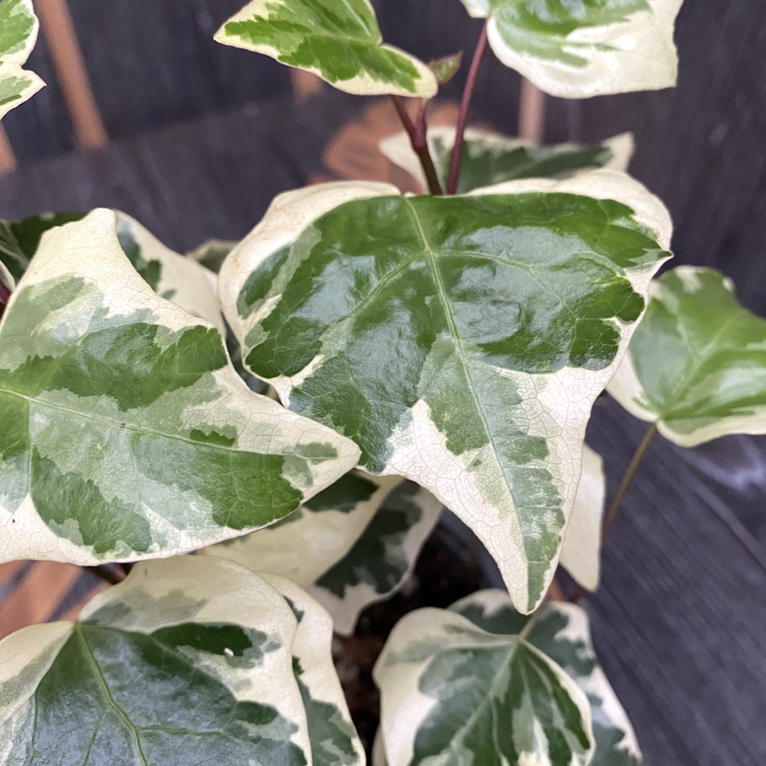Iedera - Hedera algeriensis 'Gloire de Marengo' (Variegated Algerian Ivy)