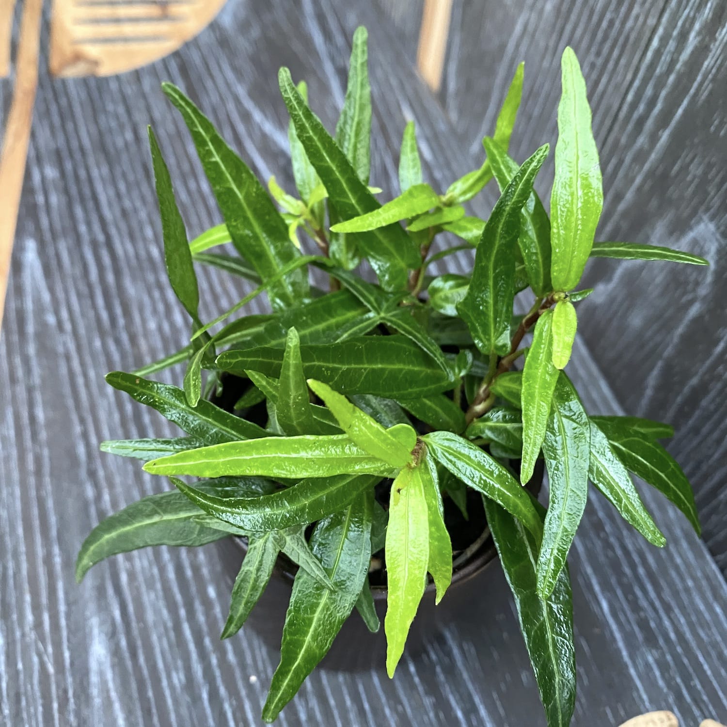 Iedera - Hedera 'Evergreen'