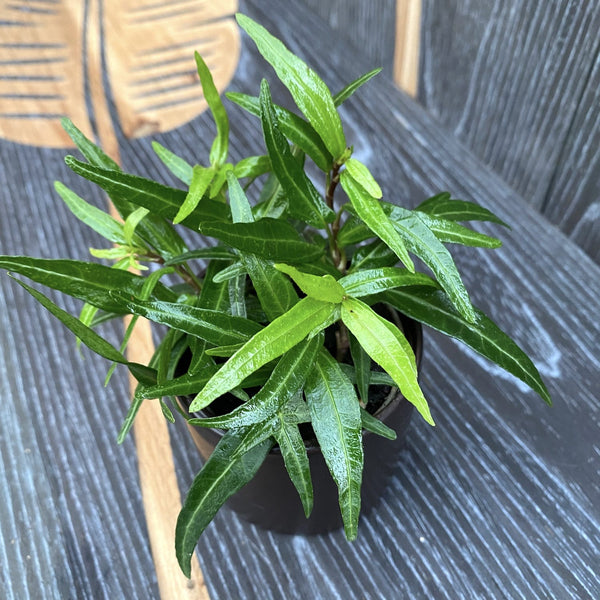 Ivy - Hedera 'Evergreen'