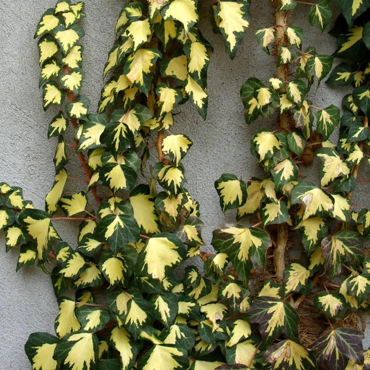 Hedera helix 'Goldheart'