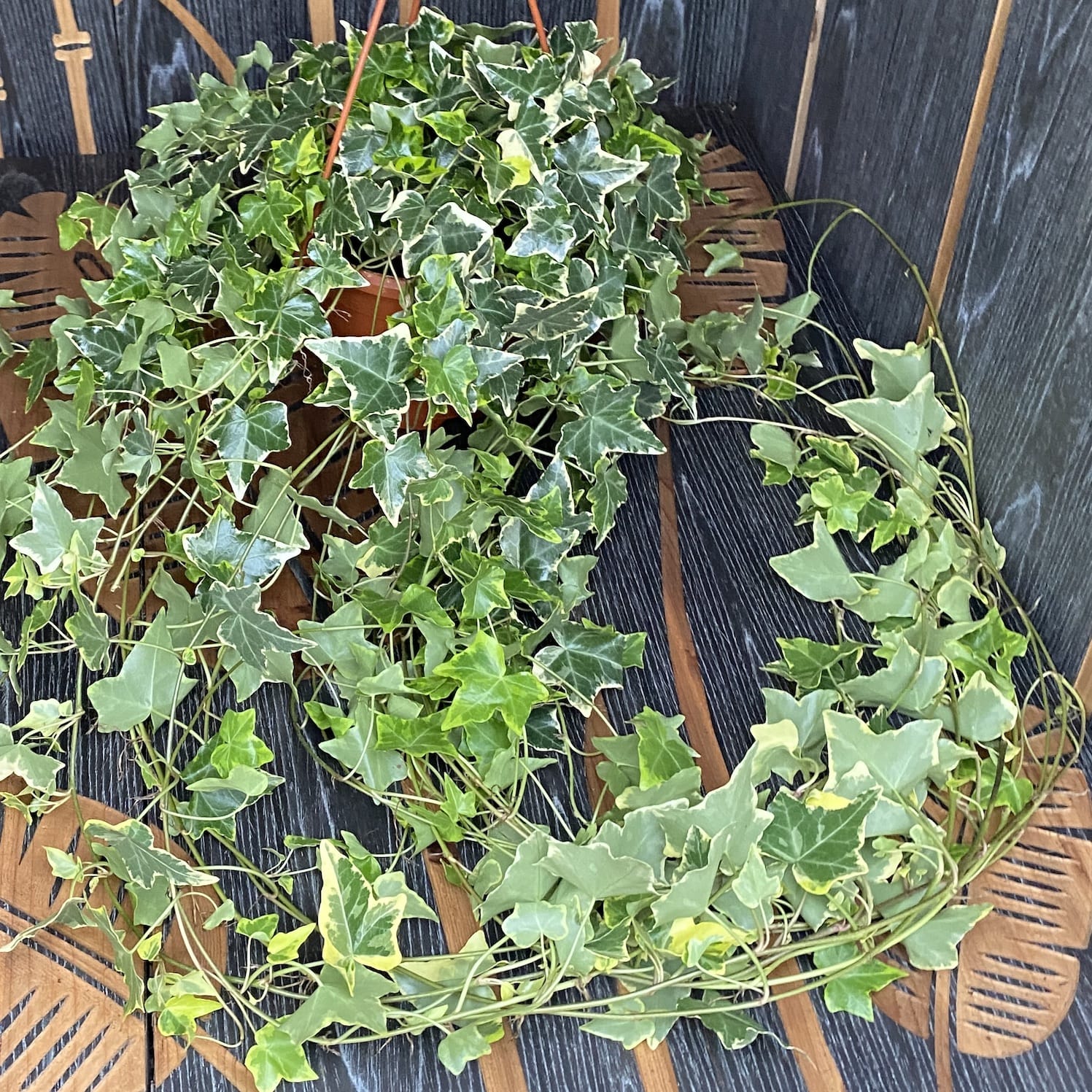 Hedera helix 'Goldchild' - Iedera curgatoare bicolora XL