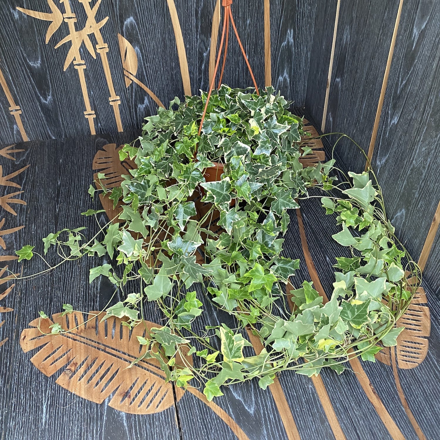 Hedera helix 'Goldchild' - Iedera curgatoare bicolora XL