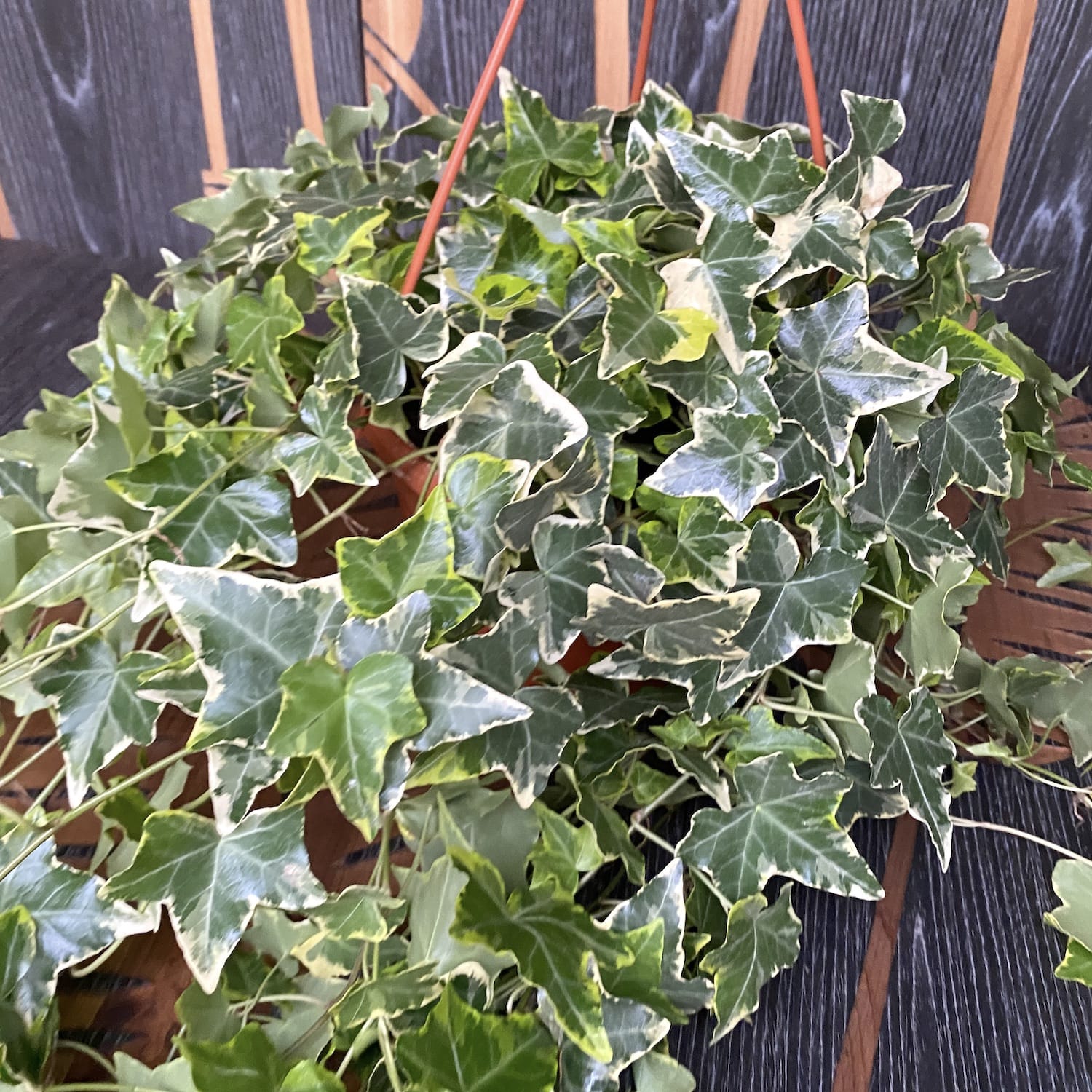 Hedera helix 'Goldchild' - Iedera curgatoare bicolora XL