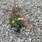 Efeu - Hedera helix 'Green Ripple' (auch für den Garten geeignet)