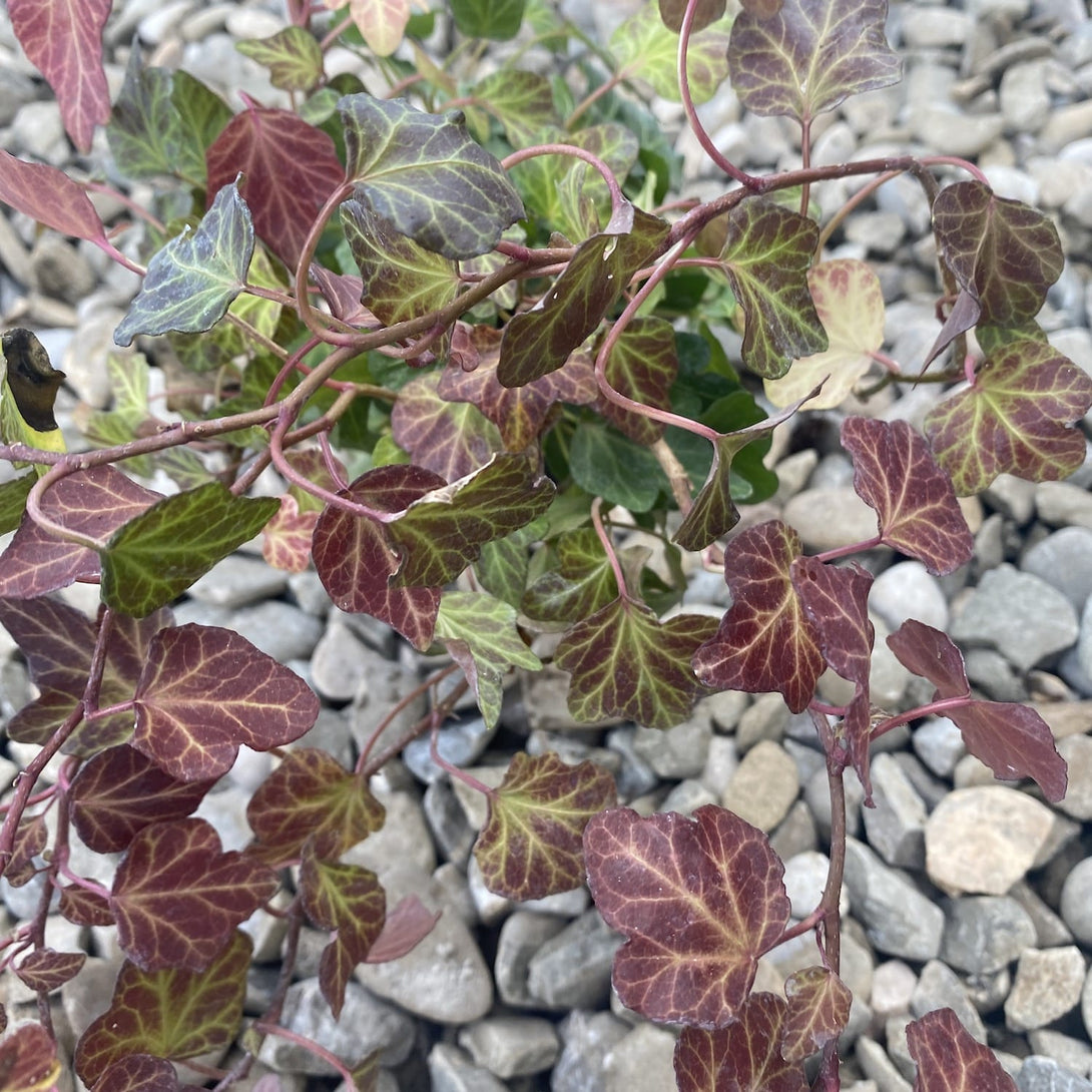 Iedera - Hedera helix 'Green Ripple' (potrivita si pentru gradina ...