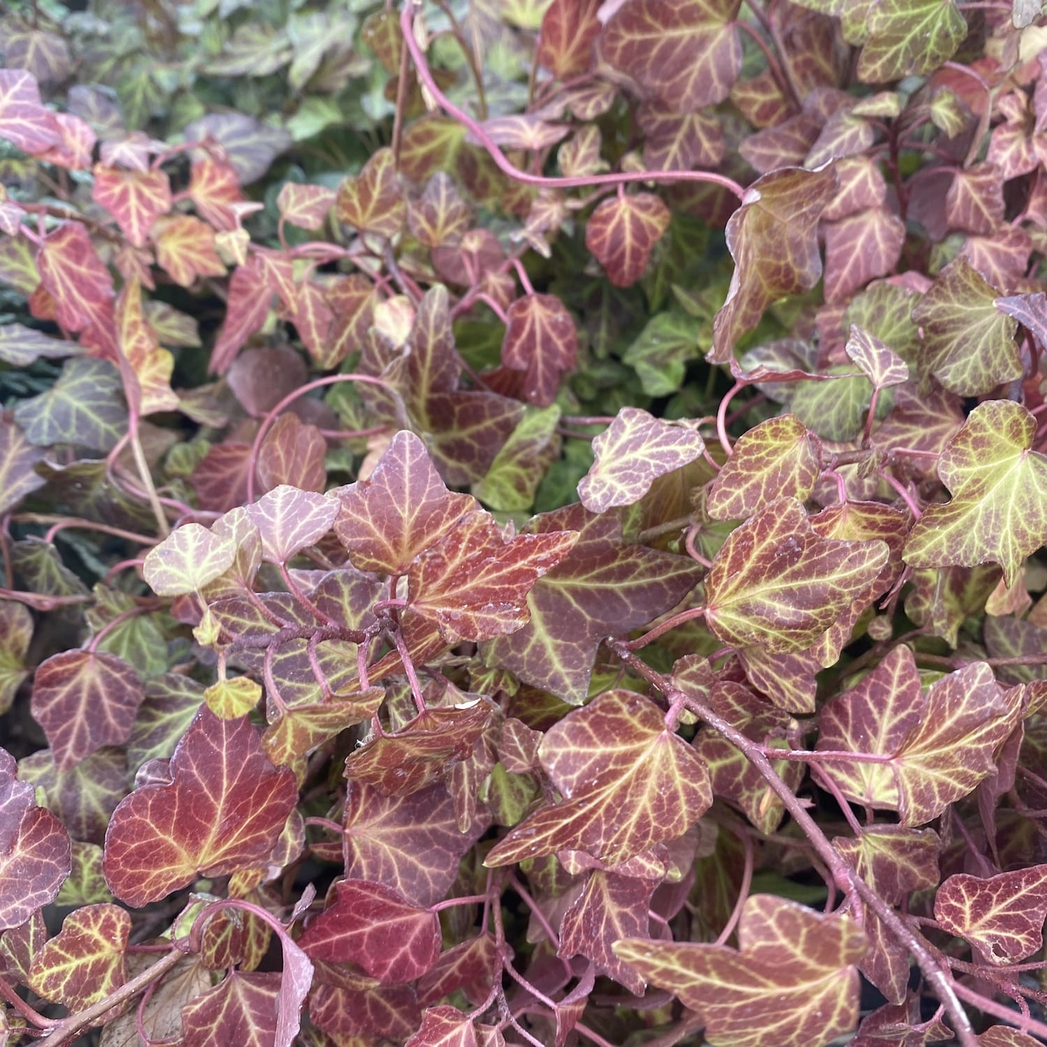 Efeu - Hedera helix 'Green Ripple' (auch für den Garten geeignet)