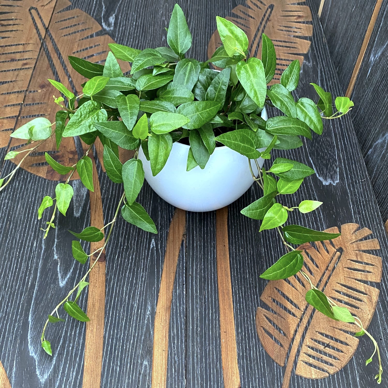 Iedera - Hedera helix 'Mein Herz'