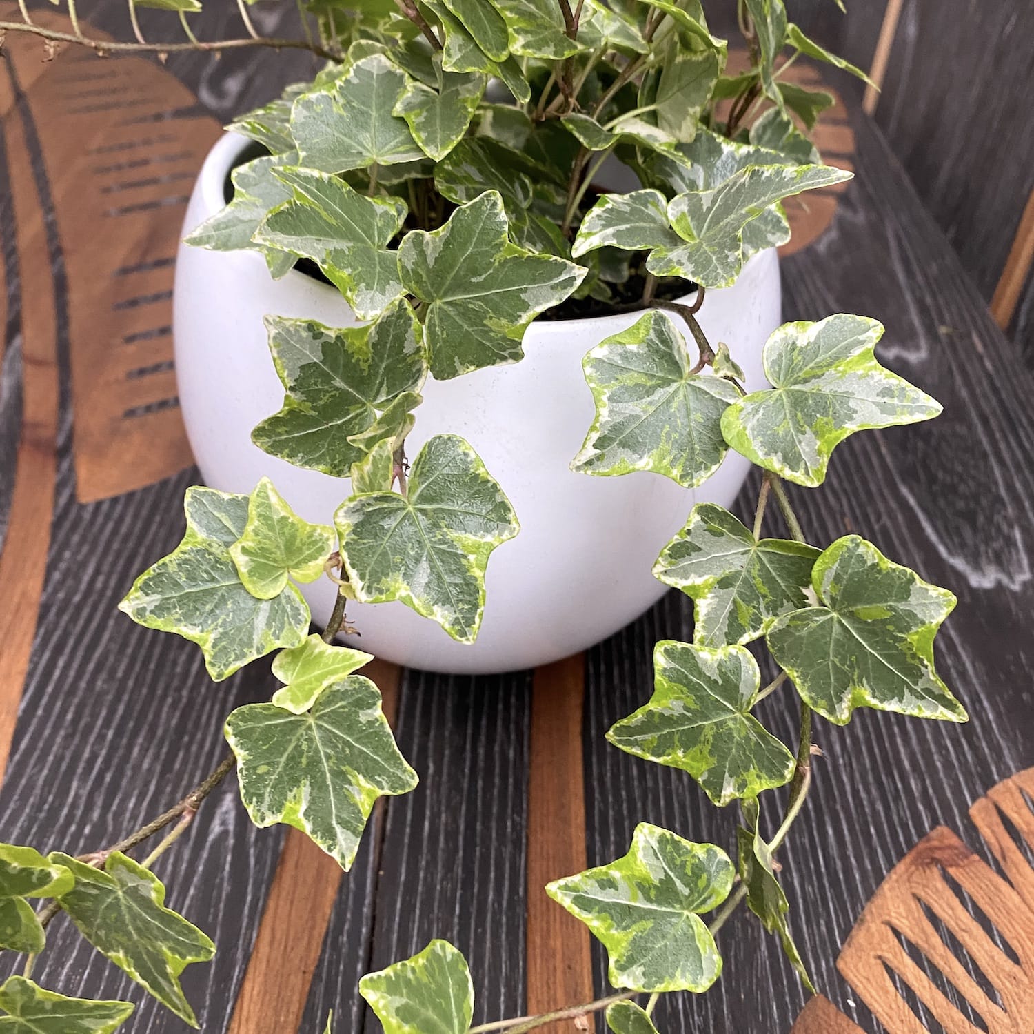 Borostyán - Hedera helix 'Mint Kolibri'