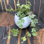 Iedera - Hedera helix 'Mint Kolibri'