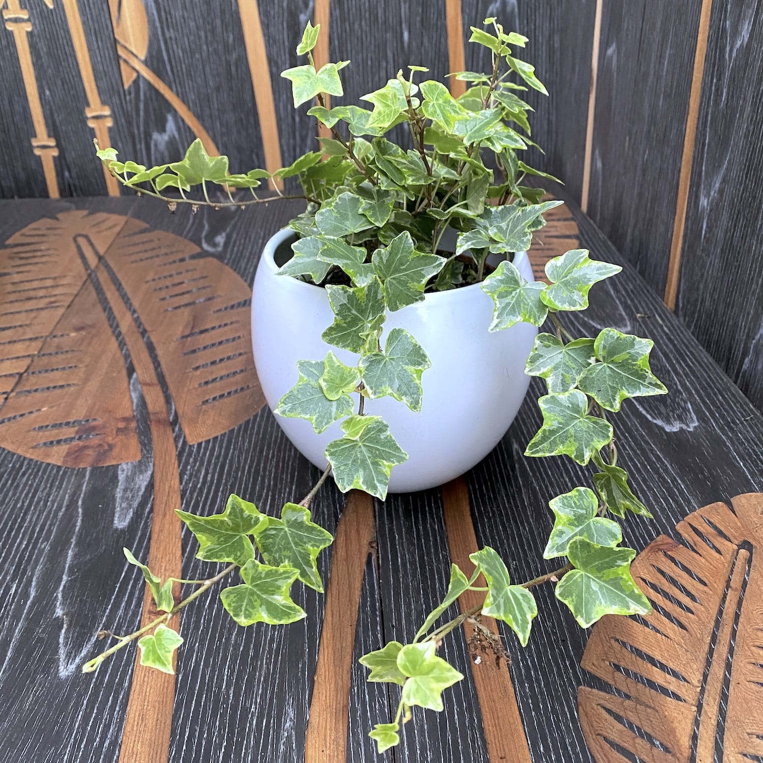 Borostyán - Hedera helix 'Mint Kolibri'