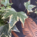 Hedera helix 'White Ripple'