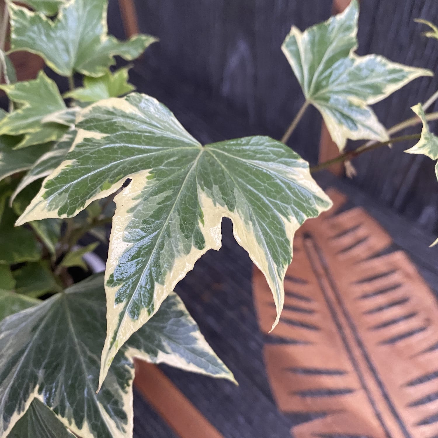 Hedera helix 'White Ripple'