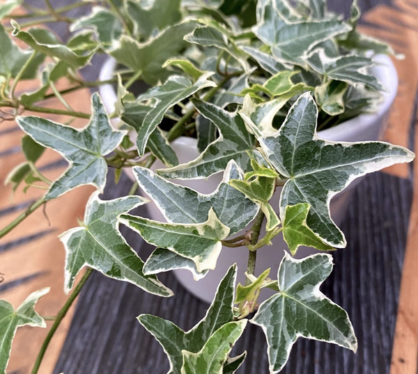 Efeu - Hedera helix 'Sagittifolia Variegata' (Efeu)