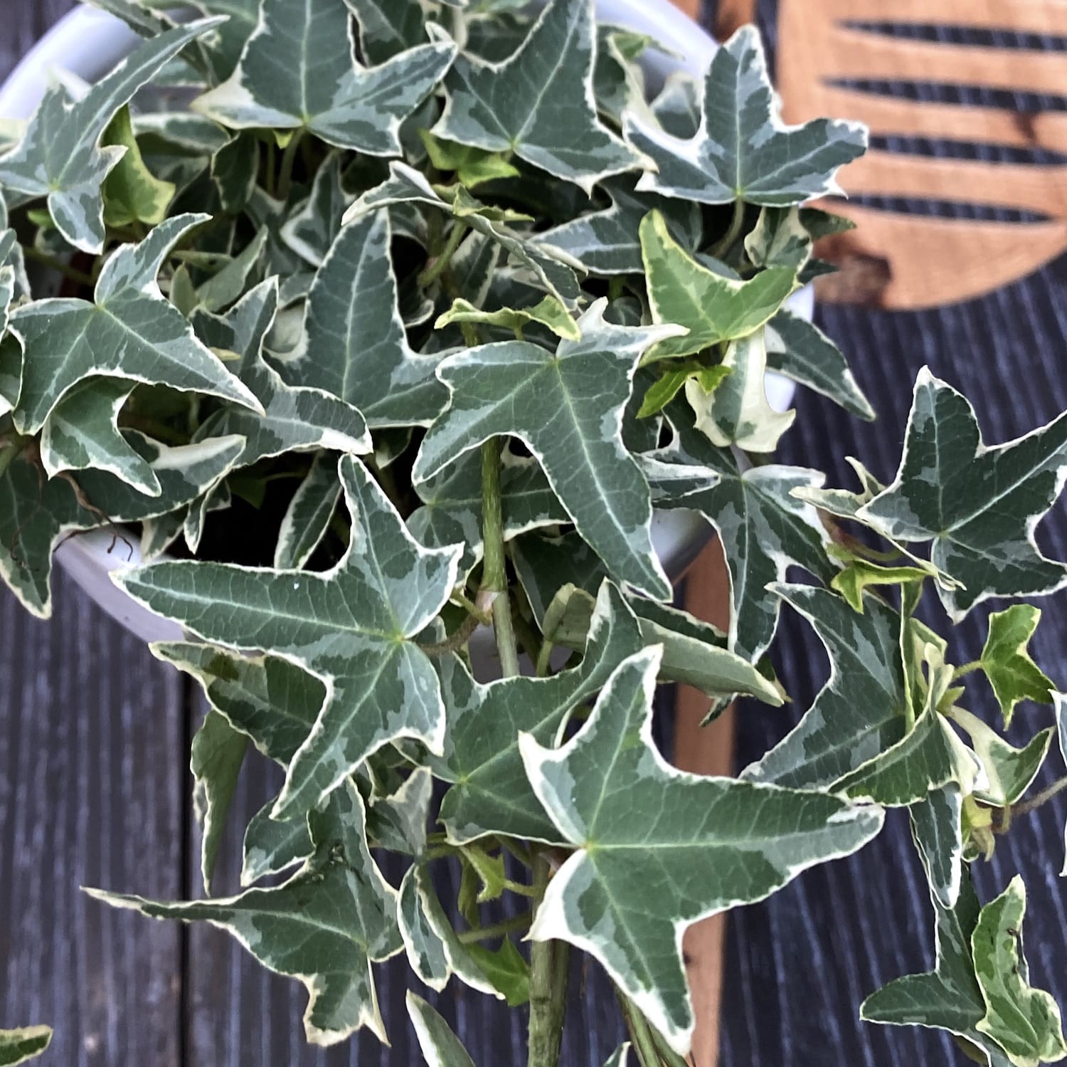 Iedera - Hedera helix 'Sagittifolia Variegata' (iedera)